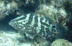 Nassau Grouper by Lora Tucker 